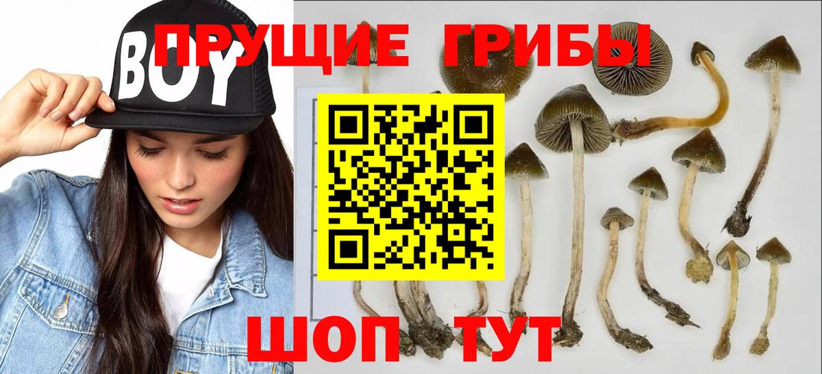 Псилоцибиновые грибы Psilocybine cubensis  Вход с VPN  Артёмовский  Псилоцибиновые грибы прущие грибы 